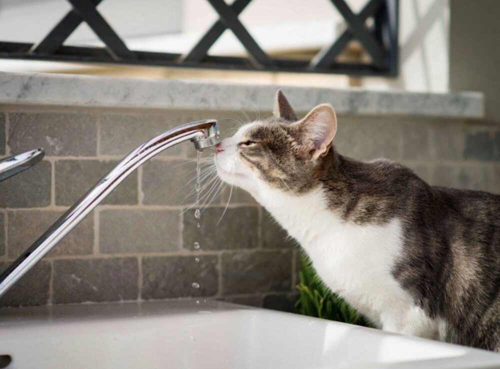 Аварія водогону у Житомирі: графік подачі води на Польовій