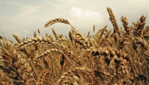 Посів зернових у Житомирській області затримується через вологість ґрунту