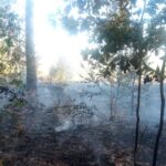 Через російську атаку на Житомирщині спалахнули п'ять лісових пожеж: вогонь охопив понад три гектари